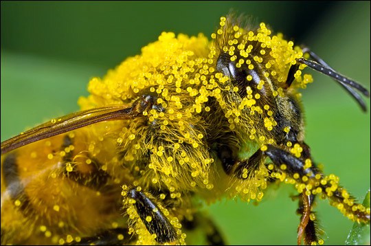 La Journée type des abeilles