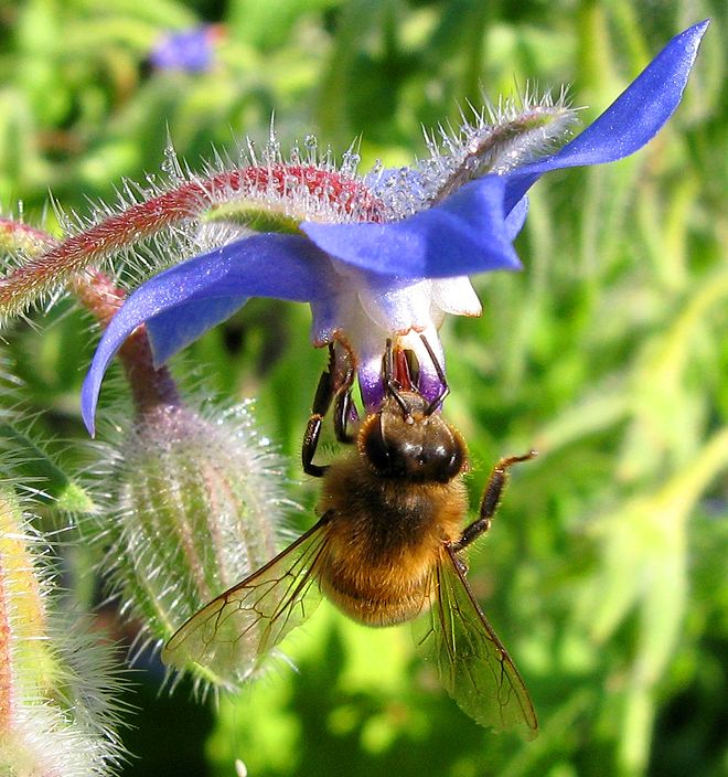 Plantes mellifères et plantes mellitophiles